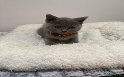 British Longhair cats for sale: Beautiful blues - Image 23