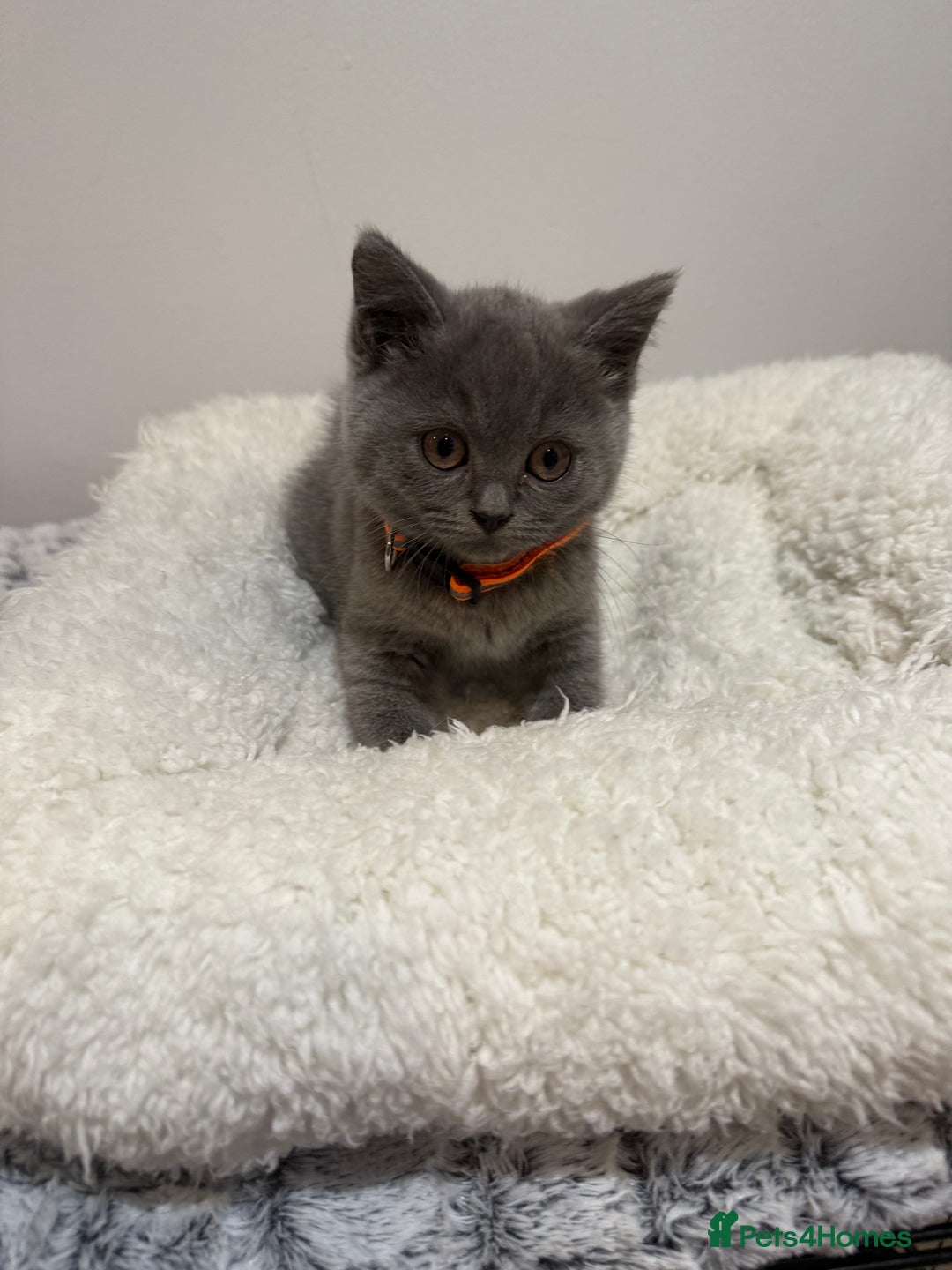 British Longhair cats for sale: Beautiful blues - Image 23