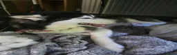 Siberian Husky dogs for sale: Nova 3 years old husky in Huddersfield - Advert 3