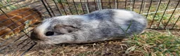 Guinea Pig rodents for sale: £20 for 2 California x male guinea pigs  - Advert 10