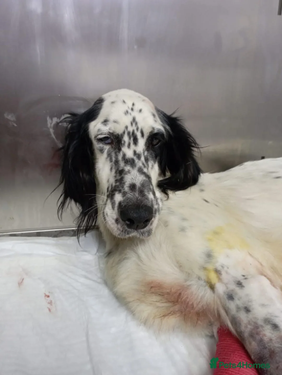 English Setter dogs for adoption: Rose! - Advert 1