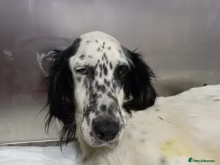 English Setter dogs Rose! - Advert 2