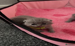 British Shorthair cats for sale: Britishshorthair kittens  - Image 7