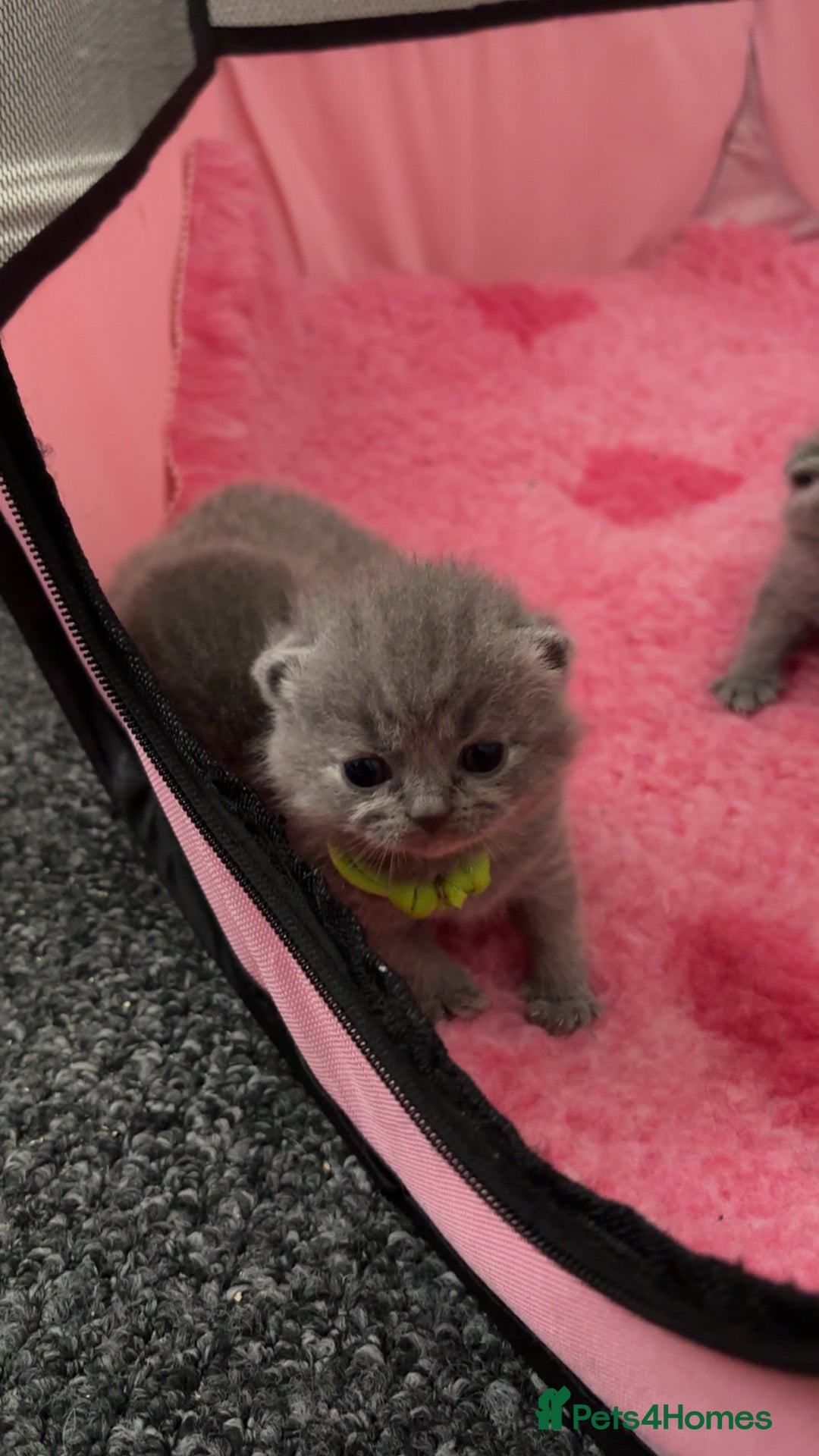 British Shorthair cats for sale: Britishshorthair kittens  - Image 7