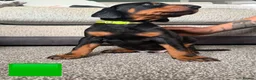 Dobermann dogs for sale: Dobermans for sale in Ayr - Advert 3