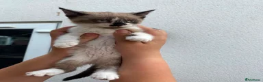 Mixed Breed Kitten 2