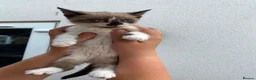 Mixed Breed cats for sale: Calico kittens  - Advert 3