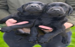 Labrador Retriever dogs for sale: Black Labrador puppies - Image 10