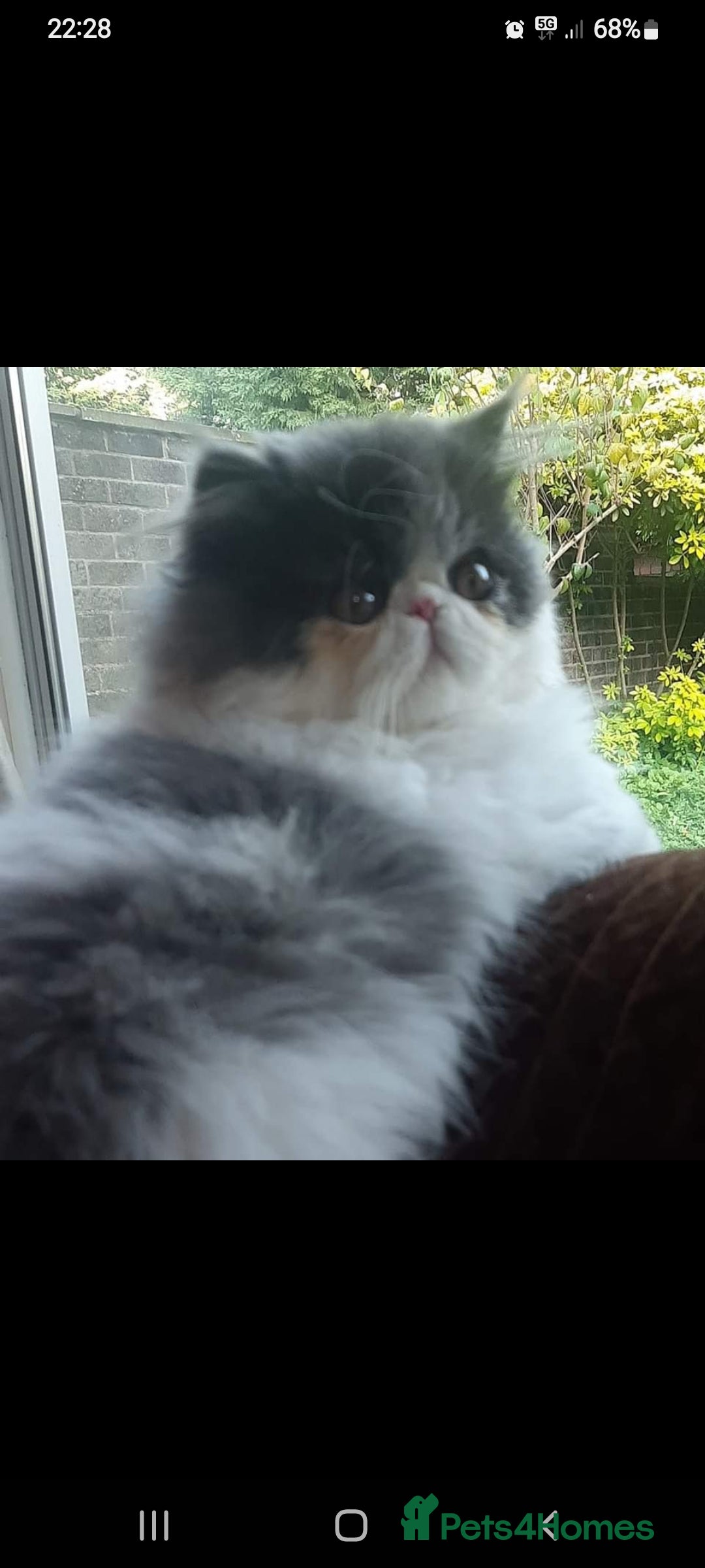 Exotic cats for stud: STUNNING EXOTIC STUD  in Barnsley - Advert 13