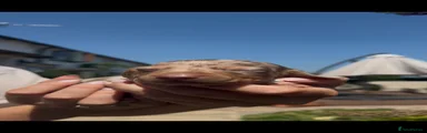 Miniature Dachshund 4