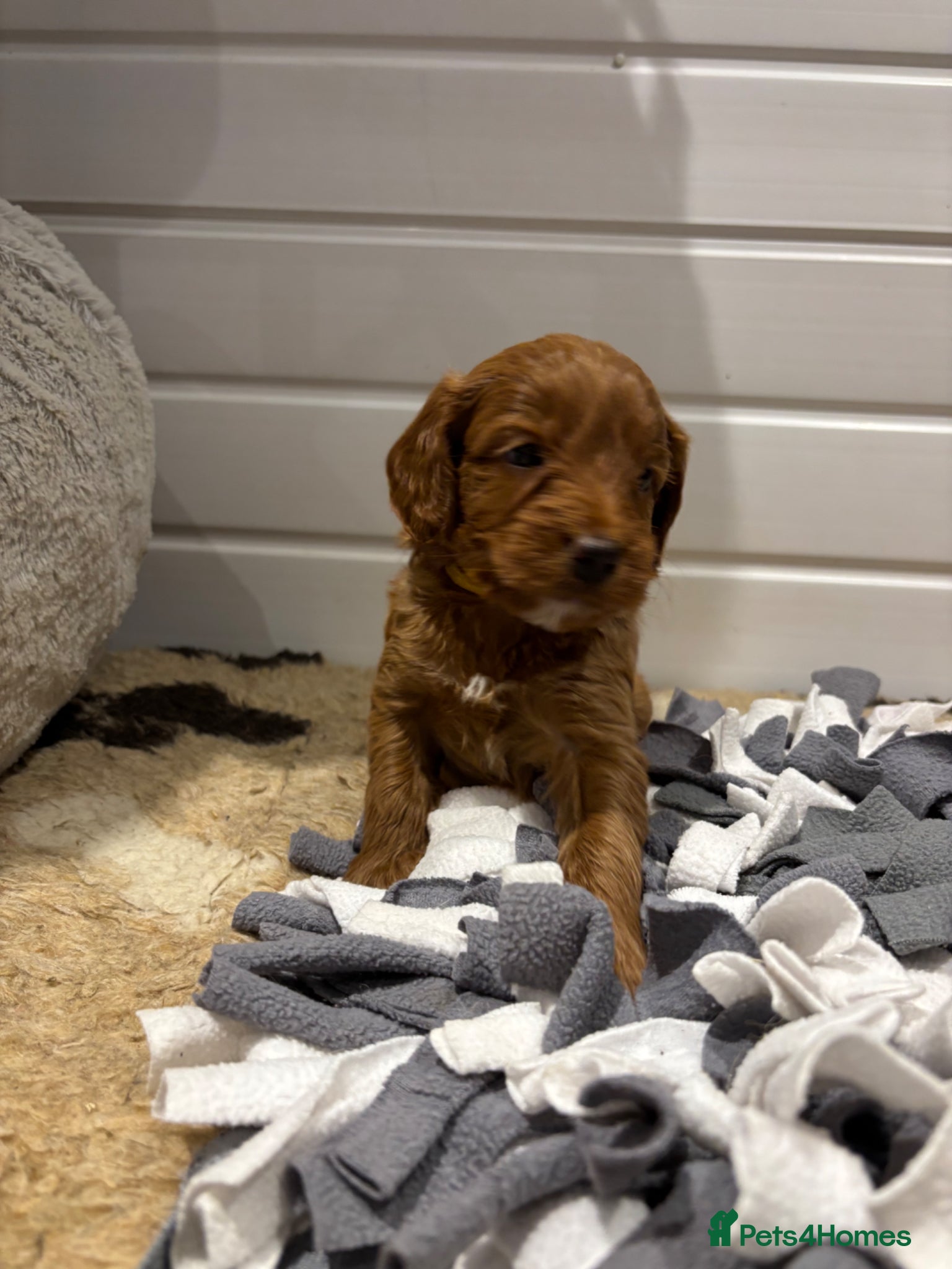 Cockapoo dogs *Hereditary clear Cockapoo Puppies 💜🐶* - Advert 18