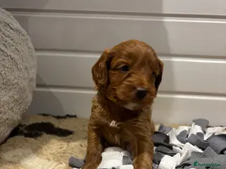 Cockapoo dogs *Hereditary clear Cockapoo Puppies 💜🐶* - Advert 18