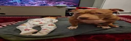 American Bull Staffy dogs for sale: Family dog - Advert 2