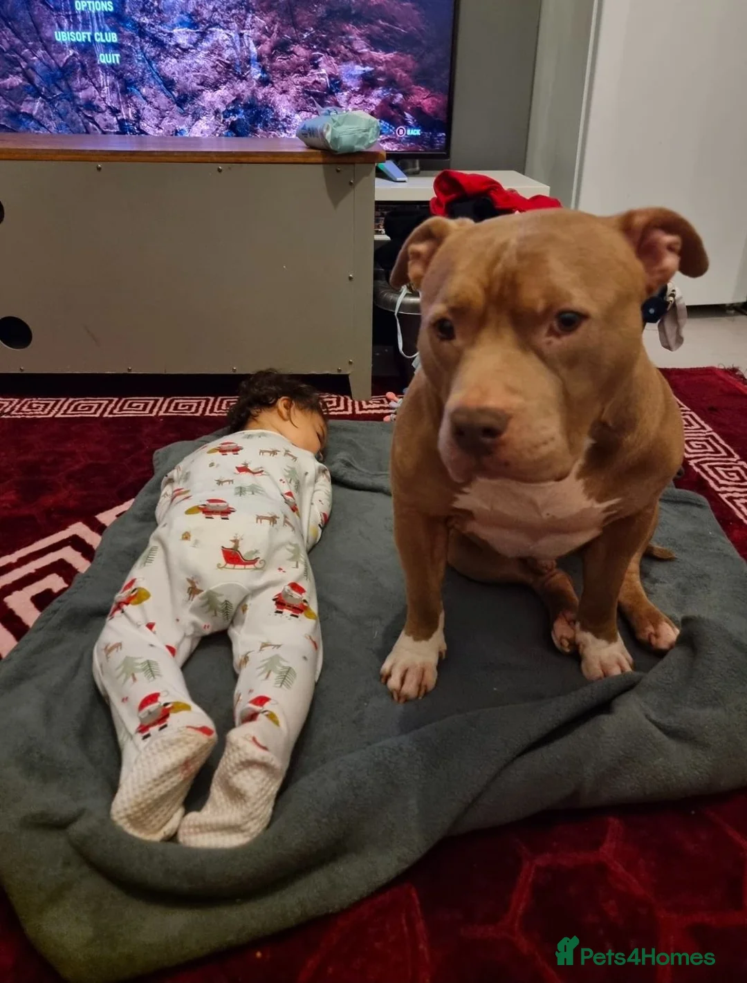 American Bull Staffy dogs for sale: Family dog - Advert 2