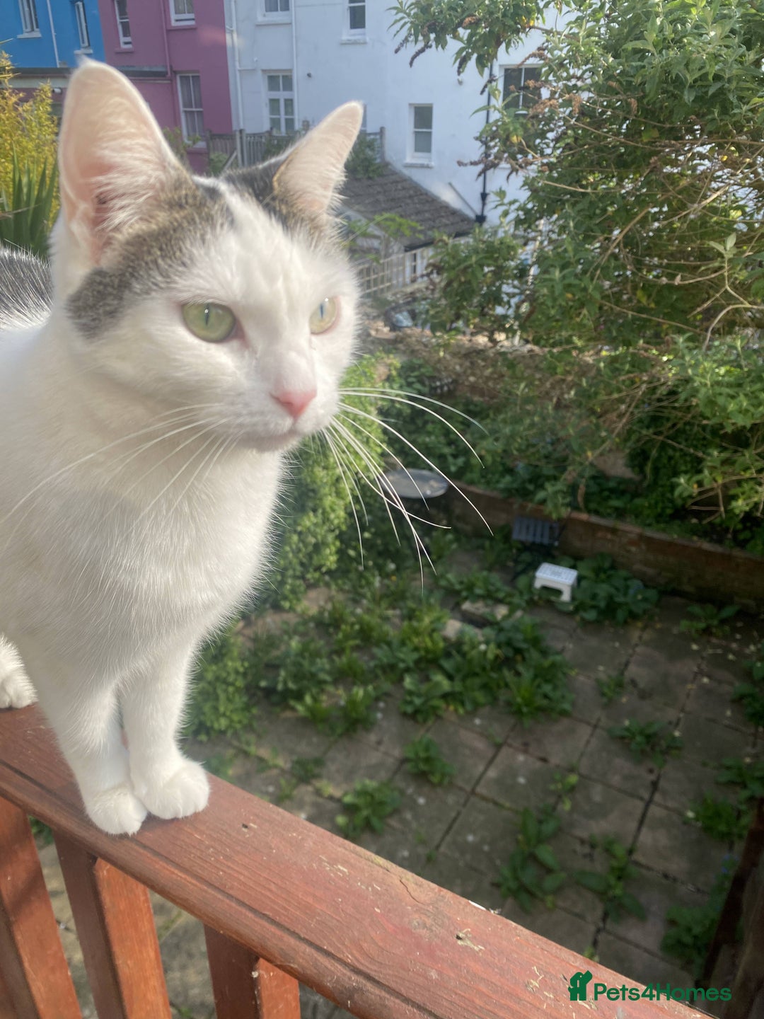 Domestic Shorthair cats for sale: Domestic Cow-Patterned Female Cat found Loving - Image 4