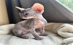 Sphynx cats for sale: Don Sphynx Kittens - Image 12