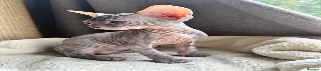 Sphynx Kitten 4