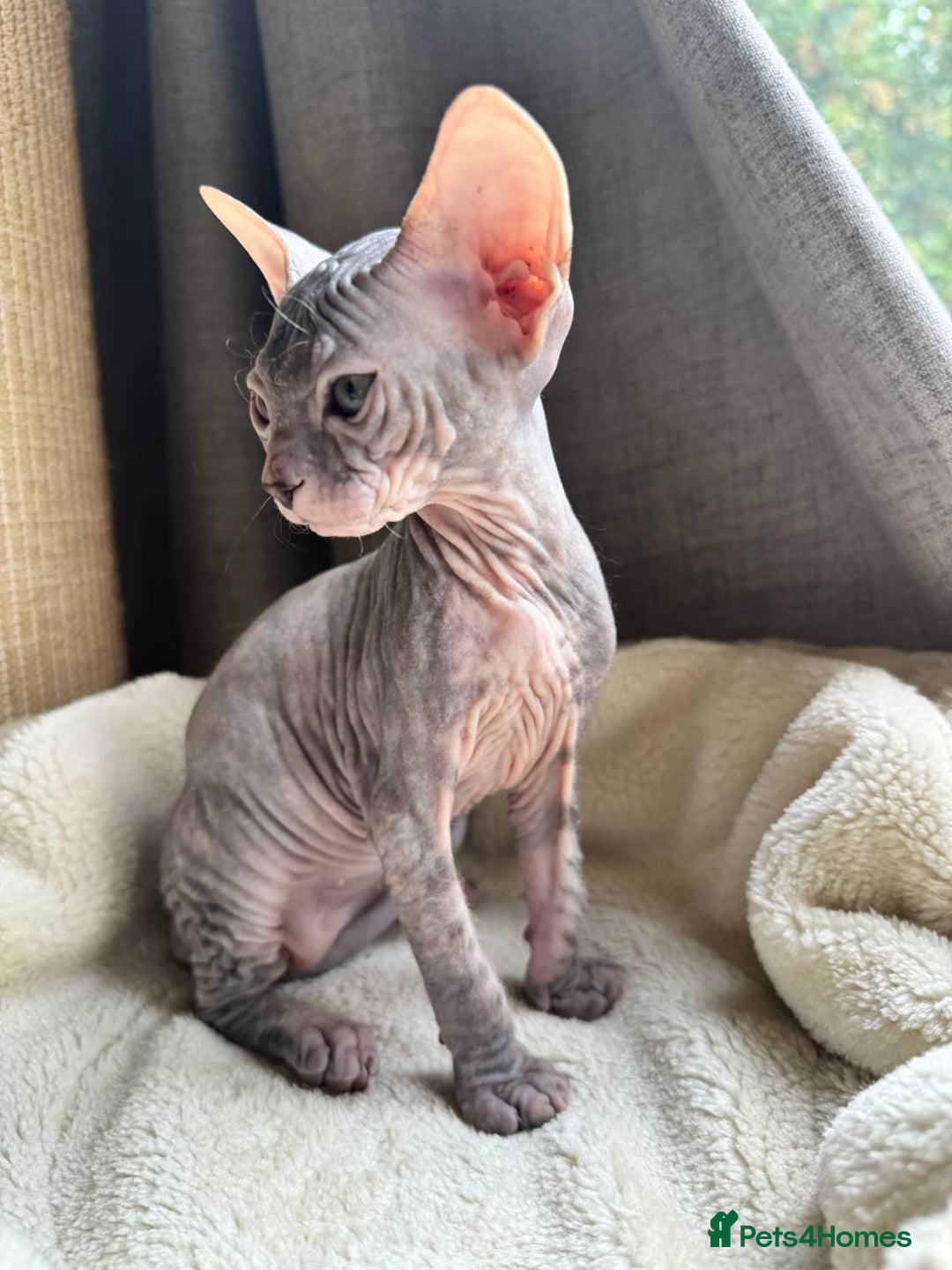Sphynx cats for sale: Don Sphynx Kittens - Image 12