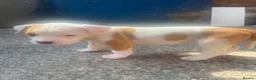 American Bulldog dogs for sale: Puppies for sale in Coventry - Advert 8