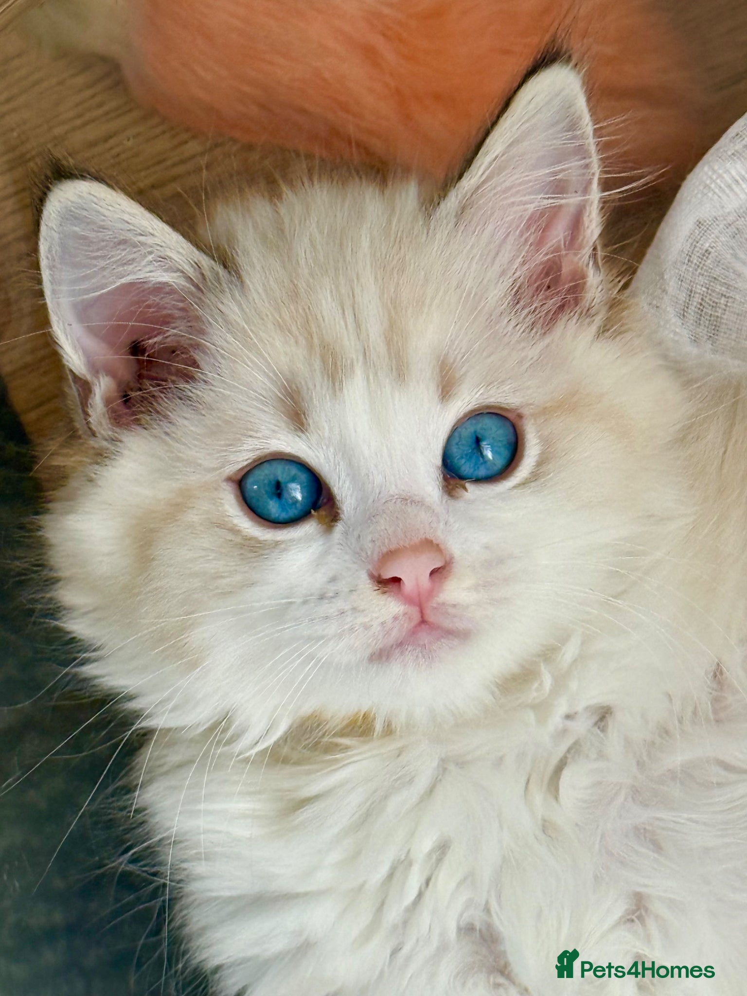 Ragdoll cats Stunning Ragdoll kittens ONLY 3 LEFT - Advert 1