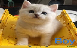 British Shorthair cats for sale: GCCF reg British Shorthair Kittens in Liverpool - Image 2