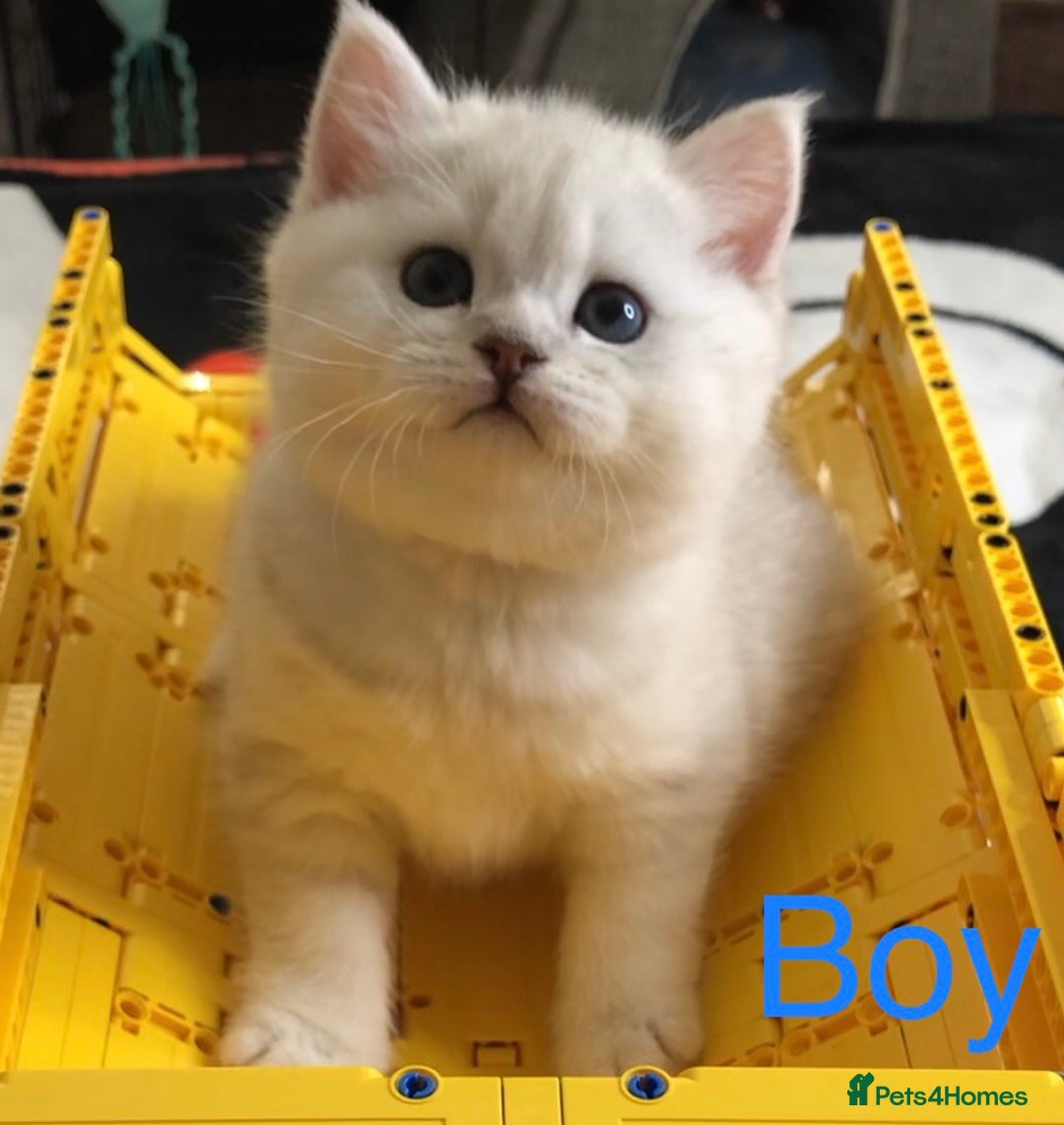 British Shorthair cats for sale: GCCF reg British Shorthair Kittens in Liverpool - Image 2