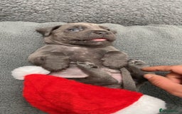 Cane Corso dogs for sale: CANE CORSO TOP QUALITY STRAJANO BLOODLINE FERMINTO - Advert 32