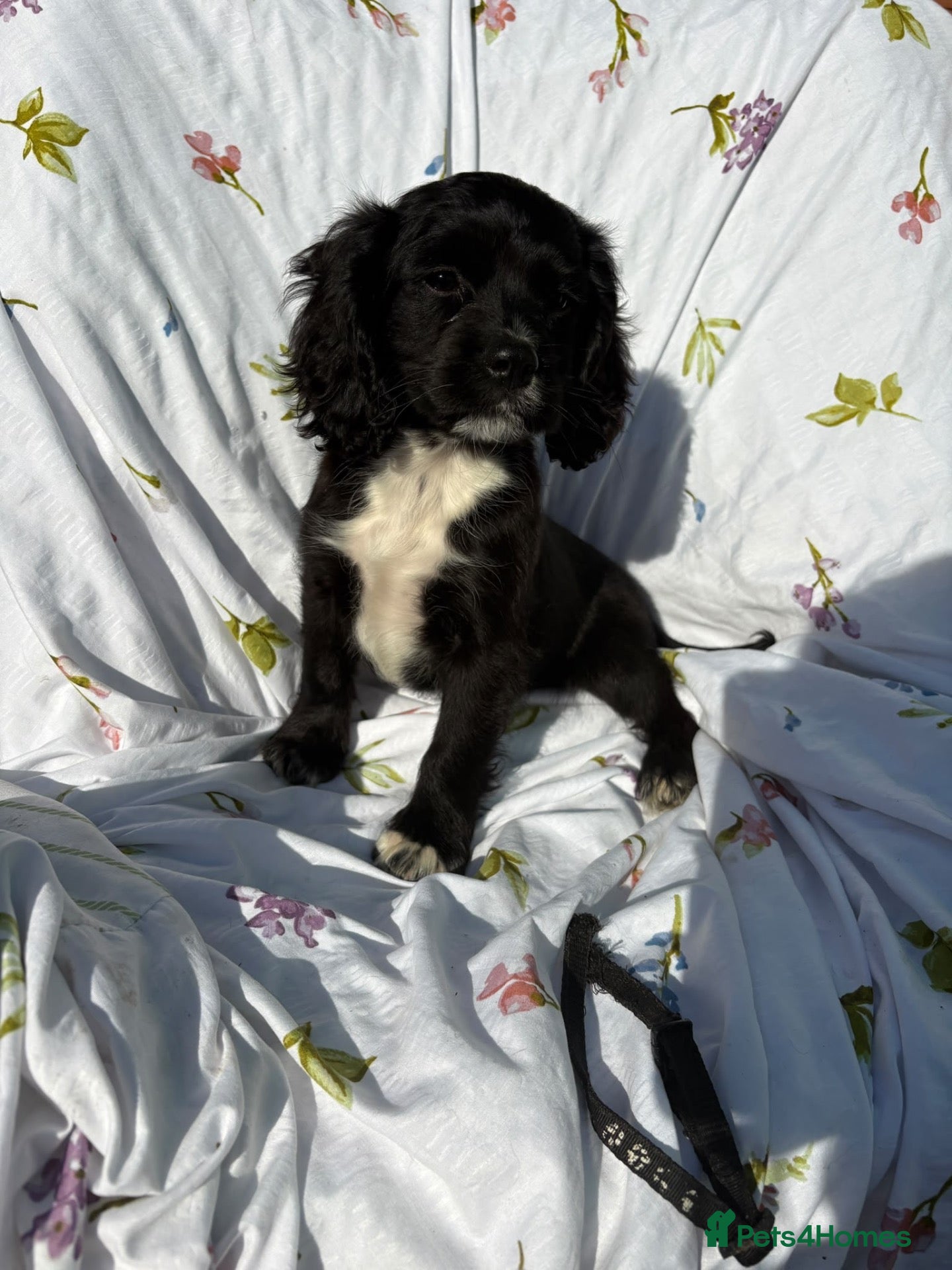 Cocker Spaniel dogs  1 boy Cocker spaniel  - Advert 2