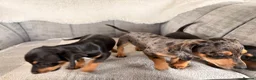 Chiweenie dogs for sale: Gorgeous Chiweenie puppies for sale - Advert 17