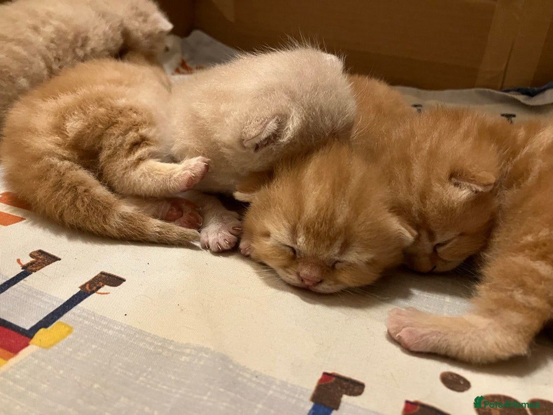 British Shorthair cats for sale: Rare colors British Shorthair kittens - Image 8