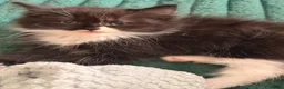 British Longhair cats for sale: Stunning British long hair  in Matlock - Advert 10