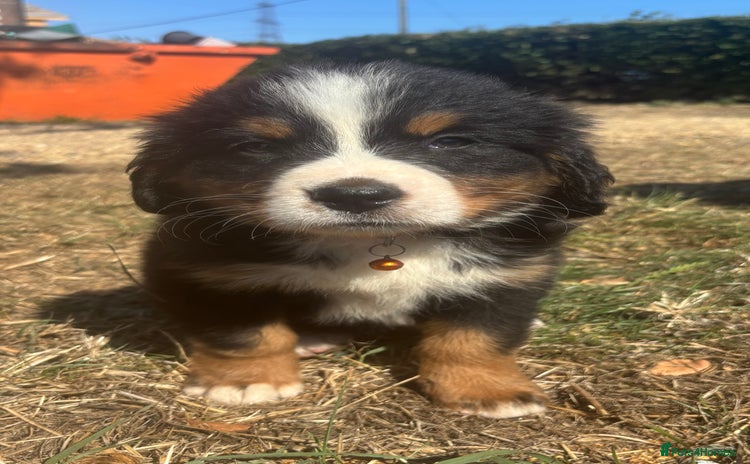 Bernese Mountain Dog dogs - Advert 1