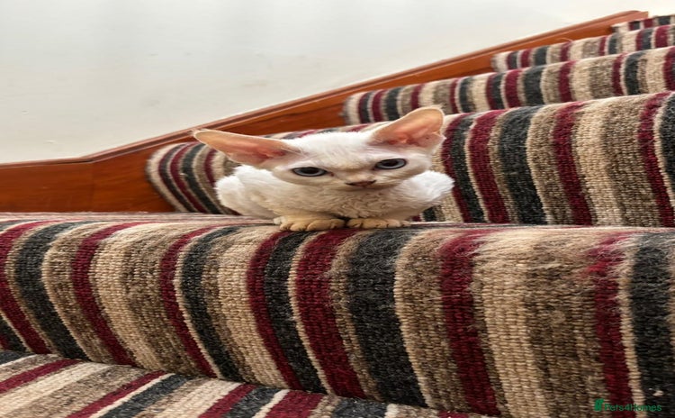Devon Rex cats - Advert 11