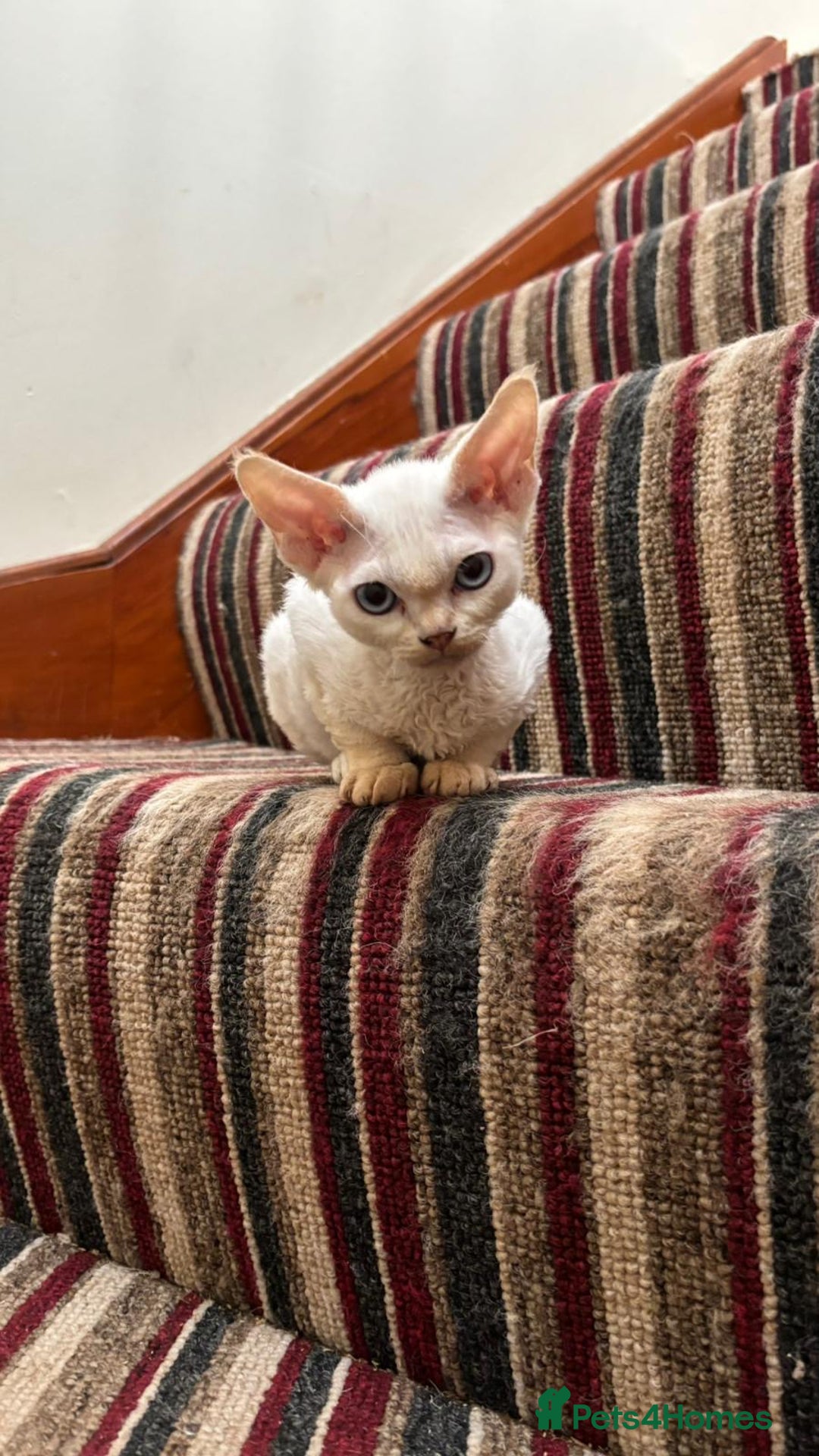 Devon Rex cats for sale: Quintelin Devon Rex - Image 1