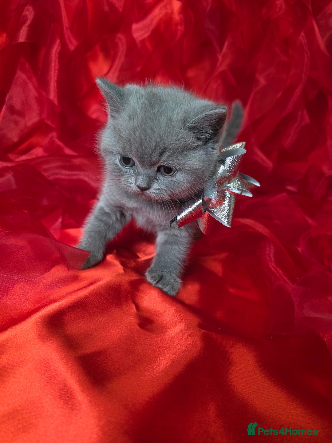 British Shorthair cats for sale: Beautiful British Shorthair Kittens for LovingHome - Advert 24