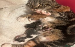 Mixed Breed cats for sale: 4 beautiful kittens ready to go 31st August - Image 16