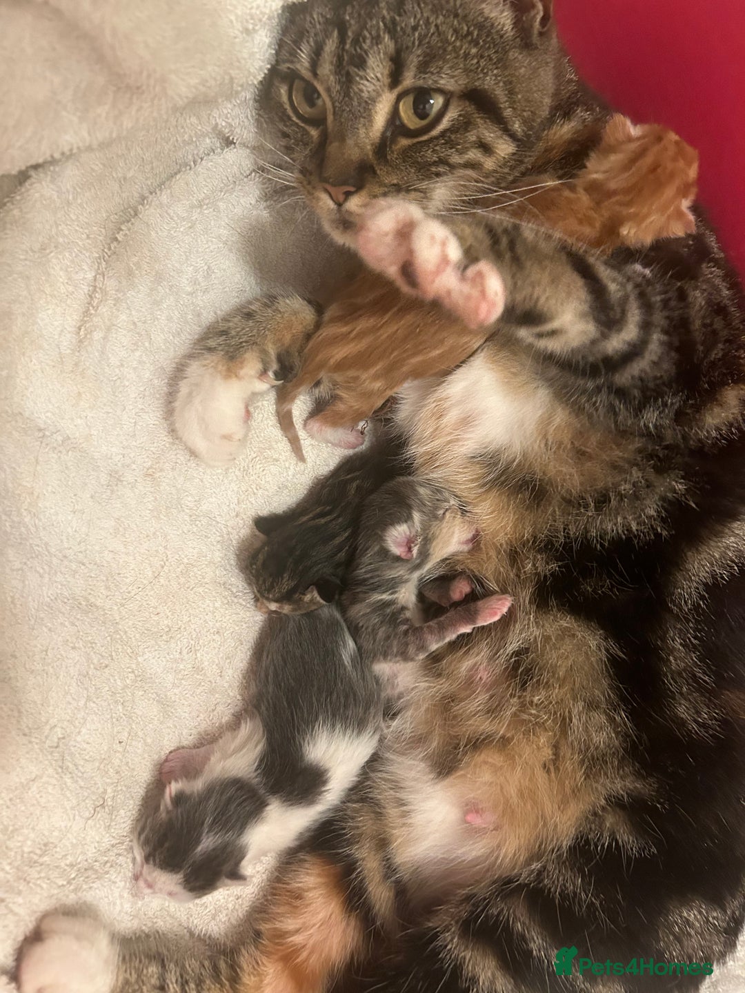 Mixed Breed cats for sale: 4 beautiful kittens ready to go 31st August - Image 16