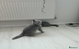 British Shorthair cats for sale: Campion blod - Image 7