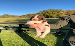 English Springer Spaniel dogs for sale: Springer Spaniel Puppies - 3 Males  - Image 6