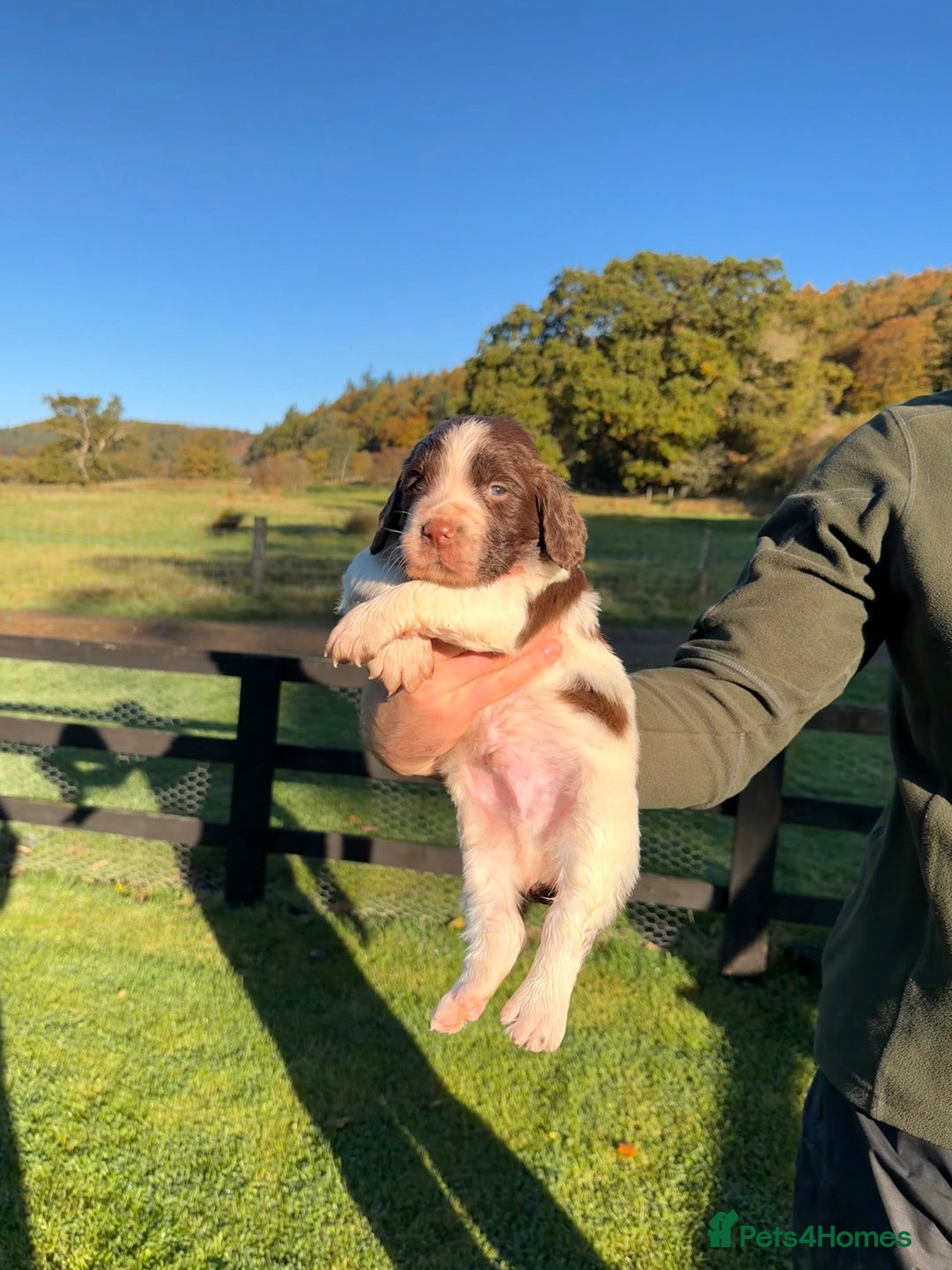 English Springer Spaniel dogs for sale: Springer Spaniel Puppies - 3 Males  - Image 6