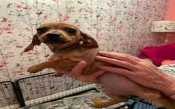 Miniature Dachshund dogs for sale: STUNNING MINIATURE DACHSHUND PUPPIES FOR SALE  - Image 3