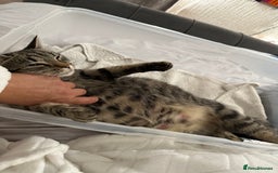 Mixed Breed cats for sale: Kittens for sale ready to go now   - Image 22
