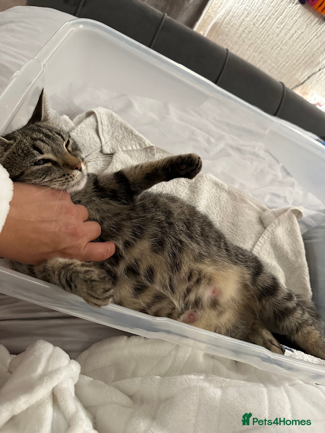 Mixed Breed cats for sale: Kittens for sale ready to go now   - Image 22