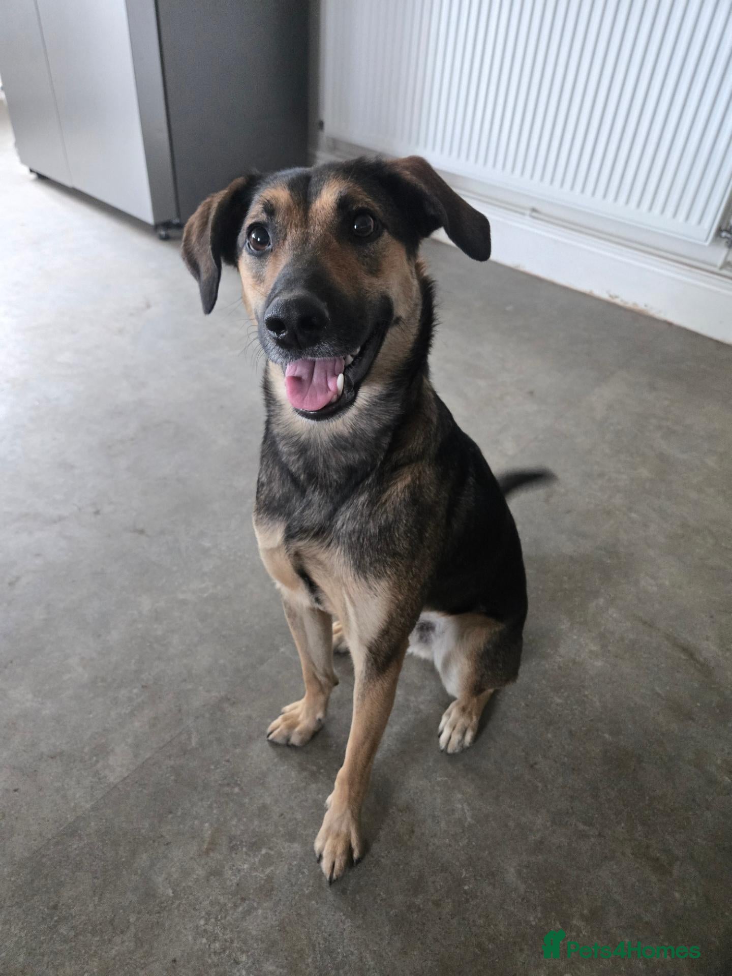 Mixed Breed dogs Neutered male mixed breed - Advert 1