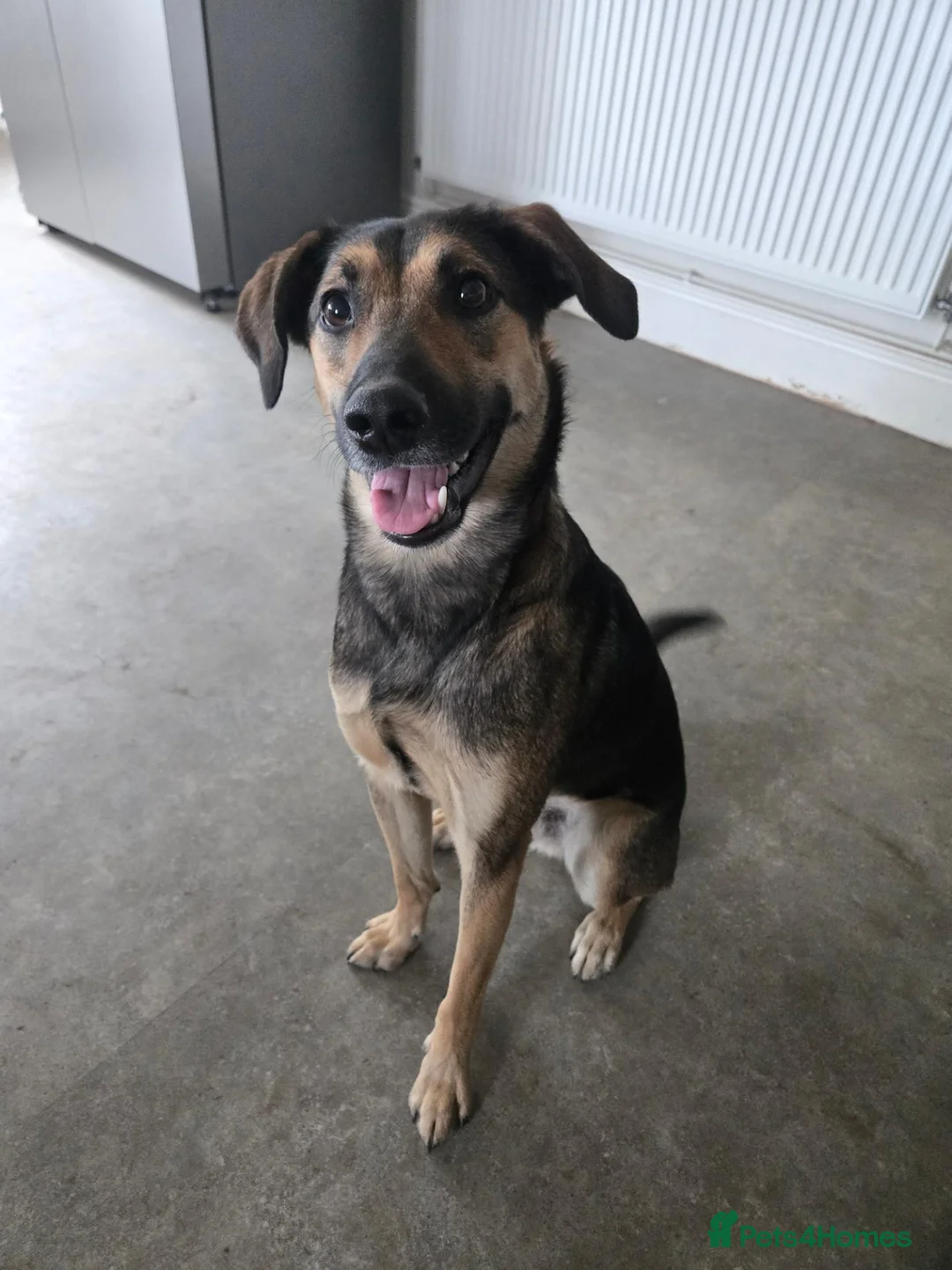Mixed Breed dogs for sale: Neutered male mixed breed in Exeter - Advert 1