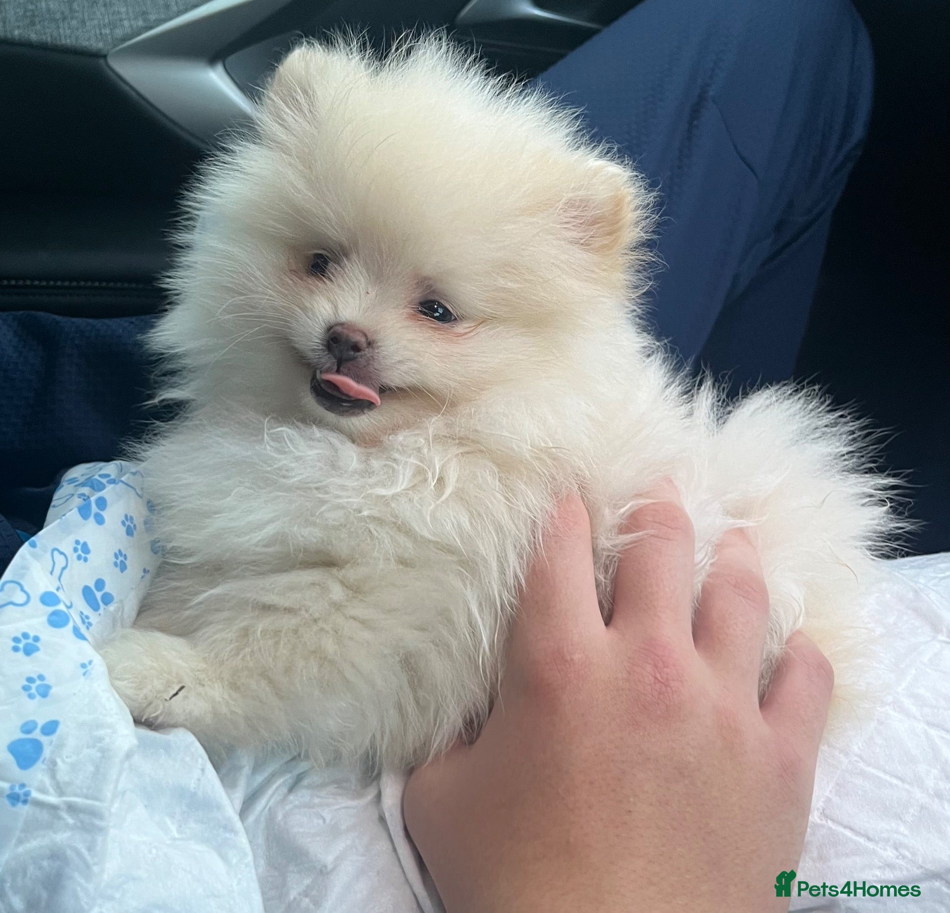 Pomeranian dogs for sale: Pomeranian puppy’s  - Advert 19