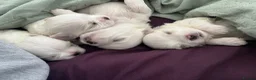 Maltese dogs for sale: Beautiful Maltese puppies home raised & socialised - Advert 7