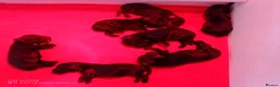 Cocker Spaniel dogs for sale: K C Registered, Extensively Health Tested Parents - Advert 4