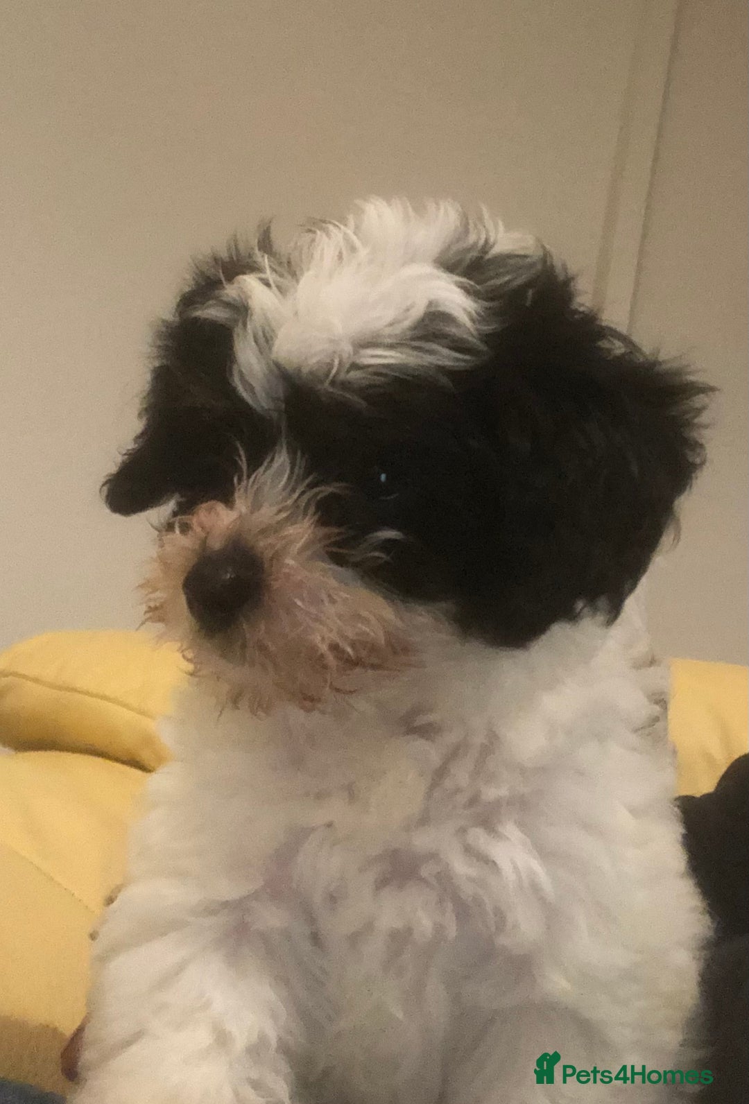 Mixed Breed dogs for sale: Poodle x Maltizu puppies - Advert 4