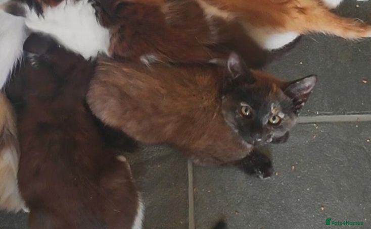 Mixed Breed cats 6 kittens, 4 boys /, 2 girls, playful, healthy  - Advert 15